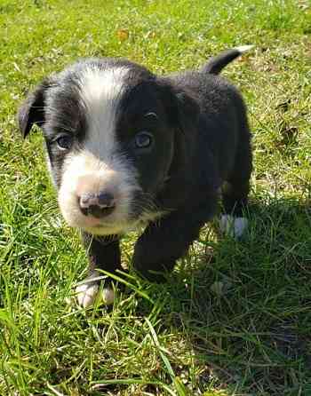 Border Collie Welpen Düsseldorf