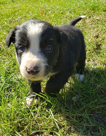 Border Collie Welpen Дюссельдорф - изображение 1