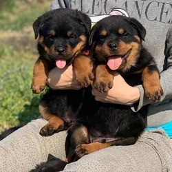 Rottweiler Welpen zu verkaufen Duesseldorf - photo 1