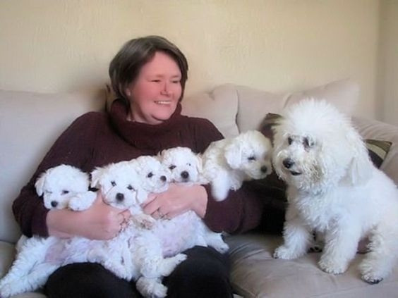 Bichon Frise Welpen zu verkaufen Duesseldorf - photo 1