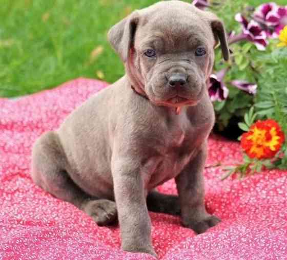 Cane Corso Welpen Дюссельдорф