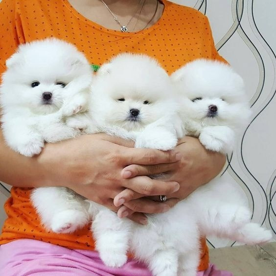 Pomeranian Welpen zu verkaufen Дюссельдорф - изображение 1