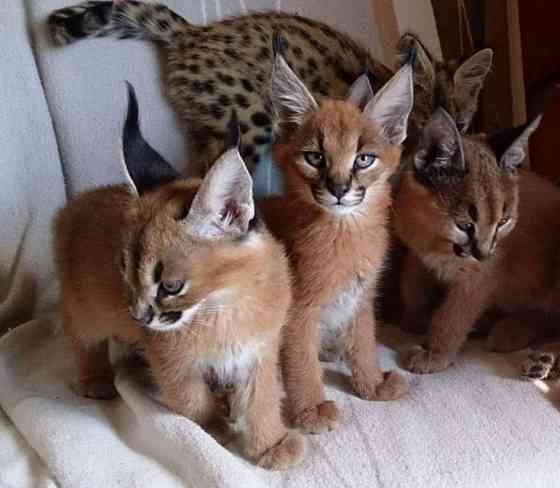 Caracal kittens Вісбаден