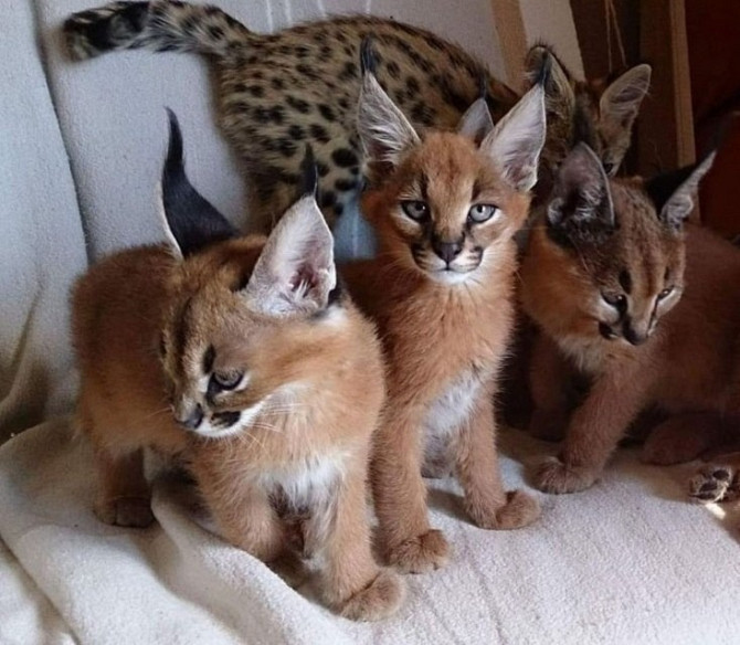 Caracal kittens Вісбаден - изображение 1