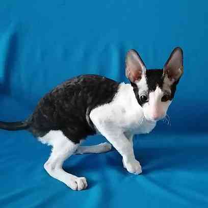 Cornish Rex kittens Вісбаден