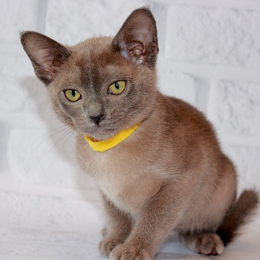 Burmese kittens Wiesbaden - изображение 1