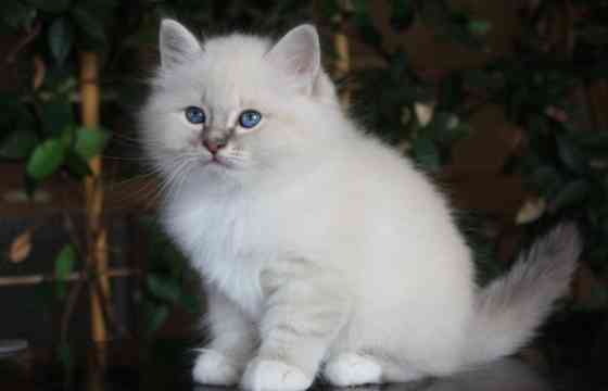 Birman kittens Висбаден