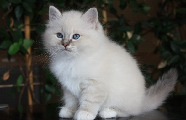 Birman kittens Wiesbaden - photo 1