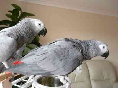 Meet adorable African Gray Parrots, male and female Wiesbaden