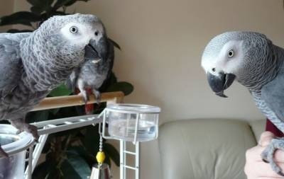 Meet adorable African Gray Parrots, male and female Wiesbaden - изображение 3