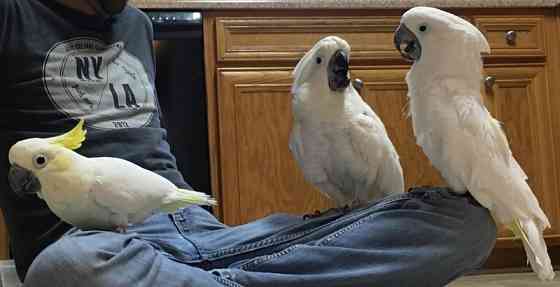 Cockatoo Parrots Wiesbaden