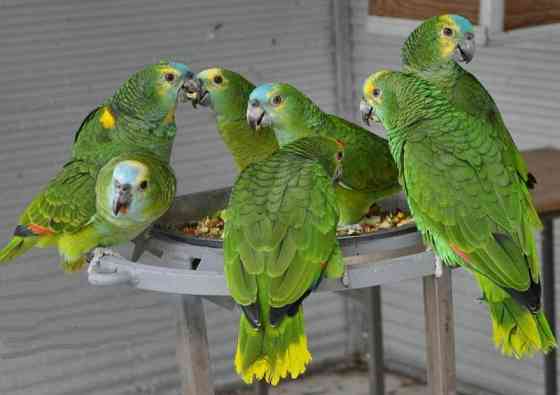 Amazon Parrots Вісбаден