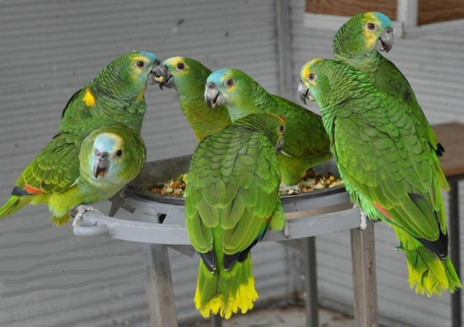 Amazon Parrots Wiesbaden - photo 1