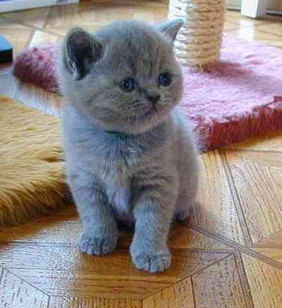 Pisicile British Shorthair sunt disponibile Берлин