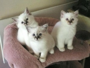 Birman kittens Бремен - изображение 1