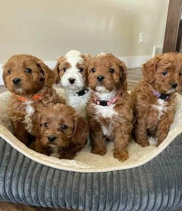 GOLDENDOODLE WELPEN Вісбаден - изображение 1