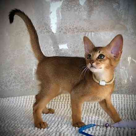 Abyssinian kittens Bremen