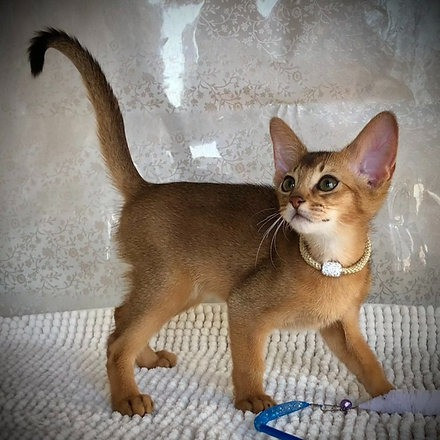 Abyssinian kittens Bremen - photo 1