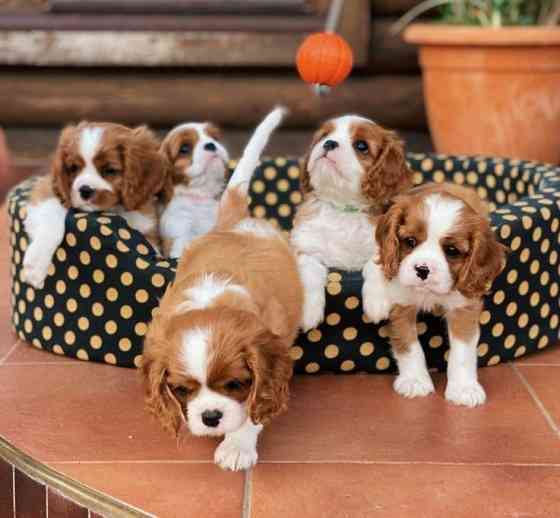 Cavalier King Charles Spaniel Дюссельдорф