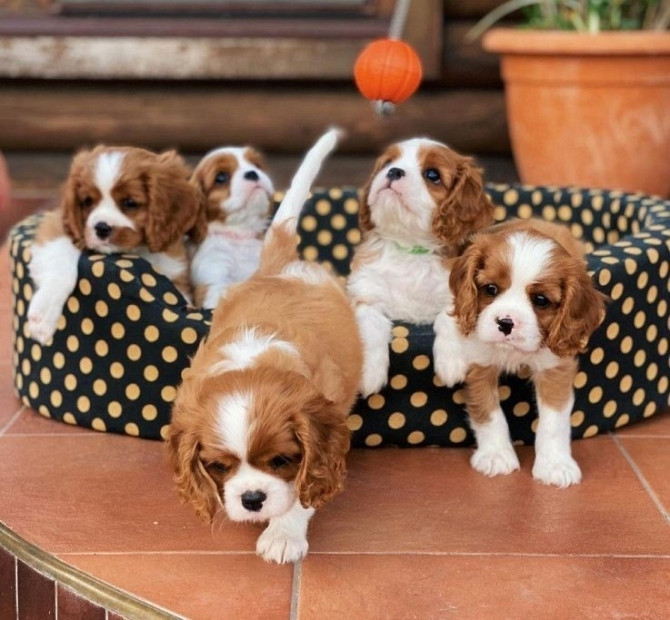 Cavalier King Charles Spaniel Düsseldorf - изображение 1