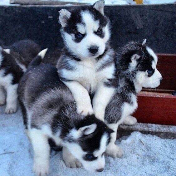 Siberian Husky Welpen zu verkaufen Дюссельдорф - изображение 1