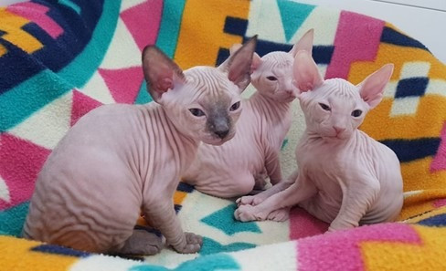 Sphynx kittens Бремен - изображение 1