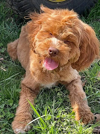 Cockapoo-Welpen zu verkaufen Duesseldorf - photo 1