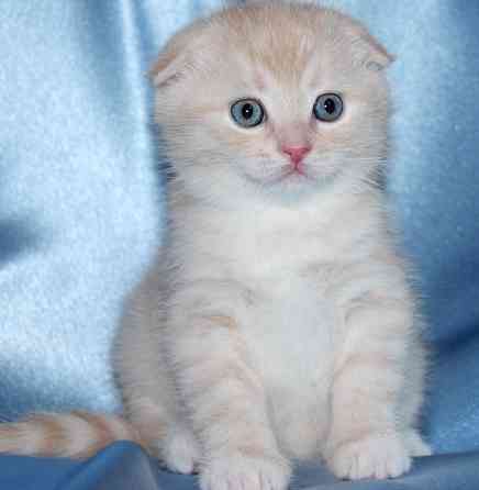 Cream Scottish fold kittens Бремен