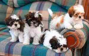 Affectionate Shih Tzu Puppies Available Duesseldorf