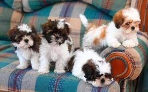 Affectionate Shih Tzu Puppies Available Duesseldorf - photo 1