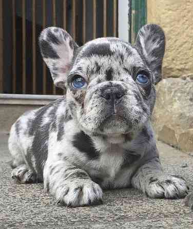 Franse Bulldog Pups beschikbaar Берлін