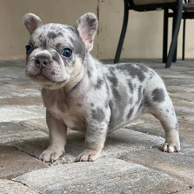 Franse Bulldog Pups beschikbaar Берлин - изображение 2