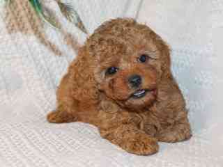 Maltipoo pups beschikbaar Hamburg