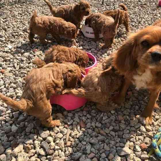 Cavapo pups te koop Berlin