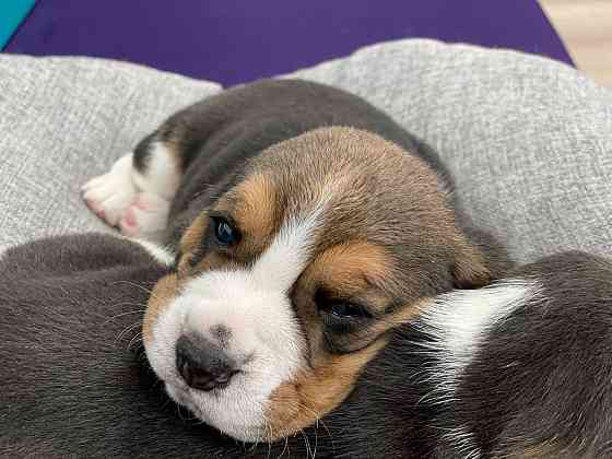 Beagle puppies te koop Saarbruecken