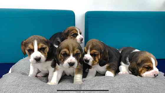 Beagle puppies te koop Saarbrücken