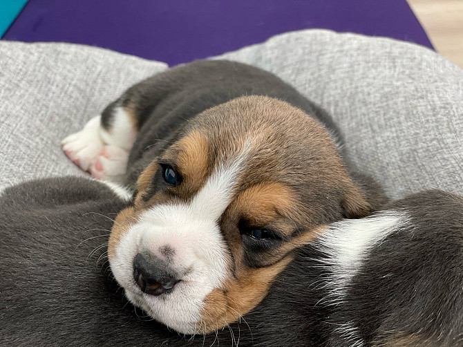 Beagle puppies te koop Saarbrücken - изображение 2