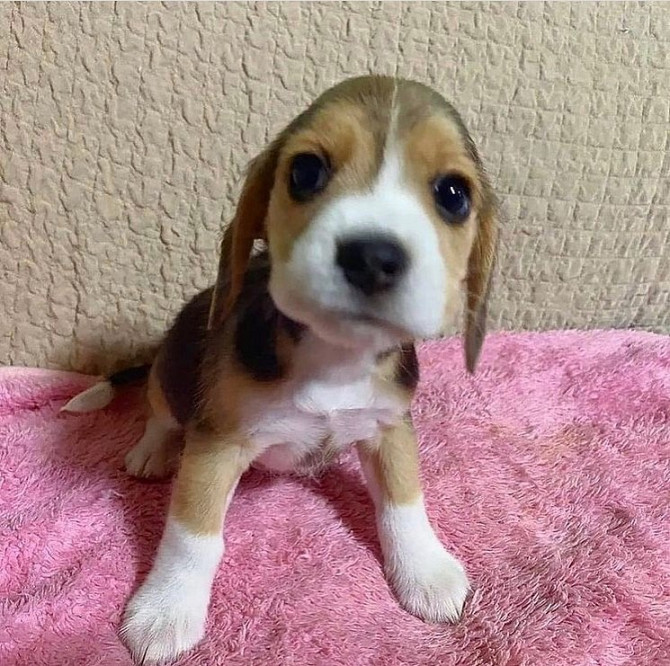 Beagle puppies te koop Saarbrücken - изображение 3