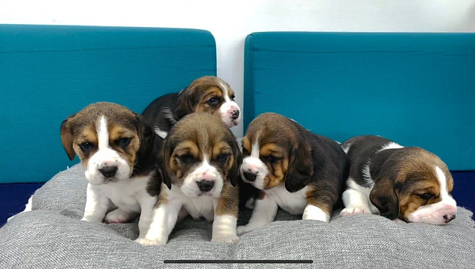 Beagle puppies te koop Saarbrücken - изображение 1