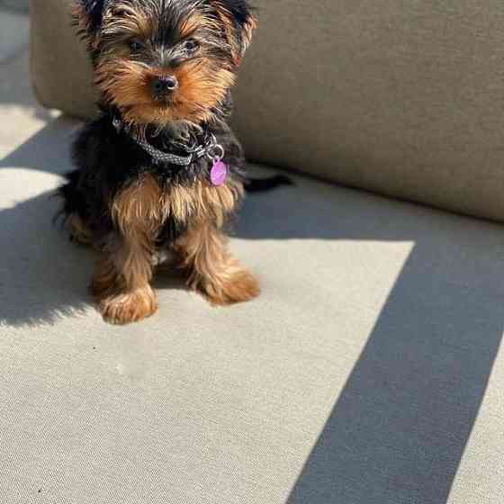 2 prachtige Yorkshire Terrier-puppy's te koop. Берлін