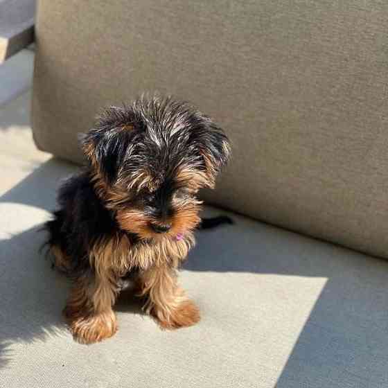 2 prachtige Yorkshire Terrier-puppy's te koop. Berlin