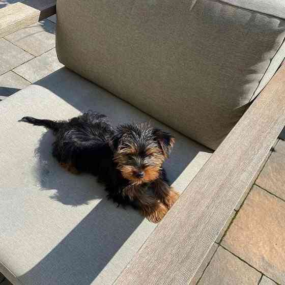 2 prachtige Yorkshire Terrier-puppy's te koop. Berlin