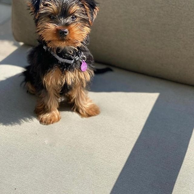 2 prachtige Yorkshire Terrier-puppy's te koop. Берлін - изображение 2