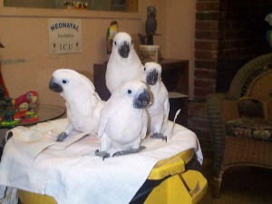 Umbrella cockatoo birds for sale Mainz - изображение 1