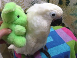 Umbrella cockatoo birds for sale Майнц - изображение 2