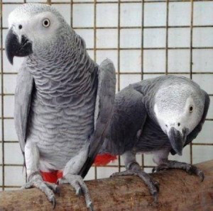 Tamed African Gray parrots and birds eggs available Dresden