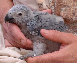 Fresh laid parrots eggs Erfurt