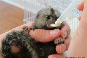 Marmoset monkey for sale Duesseldorf