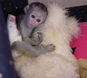 Capuchin monkeys ready to leave their nest Потсдам