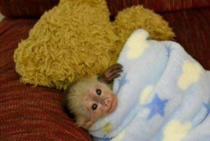 capuchin monkey for sale slightly negotiable Штутгарт